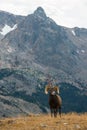 Wild Bighorn sheep Ovis canadensis Rocky Mountain Colorado