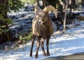 Bighorn Ram in snow. Colorado Rocky Mountain Bighorn Sheep Royalty Free Stock Photo