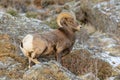 Bighorn Ram in snow. Colorado Rocky Mountain Bighorn Sheep Royalty Free Stock Photo