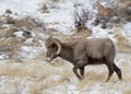 Colorado Rocky Mountain Bighorn Sheep Royalty Free Stock Photo