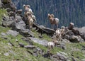 Colorado Rocky Mountain Bighorn Sheep Royalty Free Stock Photo