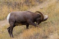 Mammals of Colorado. Colorado Rocky Mountain Bighorn Sheep