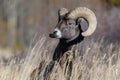 Colorado Rocky Mountain Bighorn Sheep. Bighorn ram in tall grass