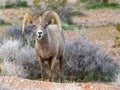 Wild bighorn sheep in the Valley of Fire in Nevada Royalty Free Stock Photo