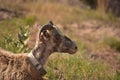 Wild Bighorn Sheep Wearing a Bell Resting Royalty Free Stock Photo