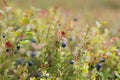 Wild Bilberries (Vaccinium myrtillus) in the forest Royalty Free Stock Photo