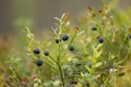 Wild Bilberries (Vaccinium myrtillus) in the forest Royalty Free Stock Photo
