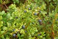 Wild bilberry bush Royalty Free Stock Photo