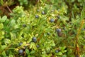 Wild bilberry bush