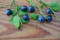 Wild bilberry on Desk Royalty Free Stock Photo