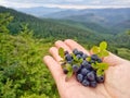 Wild bilberry Vaccinium myrtillus berries on the palm Royalty Free Stock Photo