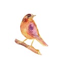 Wild bird on a branch. Purple and orange hand painted watercolor. Vintage colorful illustration isolated on white background