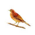 Wild bird on a branch. Yellow, orange and brown hand painted watercolor. Vintage colorful illustration isolated on white