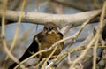 Wild bird on branches