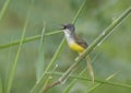 A wild bird calling at grassland in his own habitat . Royalty Free Stock Photo