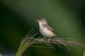 A wild bird calling on the long grass at wetland . Royalty Free Stock Photo