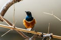 Wild bird captured and sitting on wooden perch Royalty Free Stock Photo