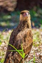 Wild bird Chimango Caracara - Photo of bird of prey Chimango Caracara / Milvago chimamgo typical of southern South America