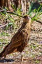 Wild bird Chimango Caracara - Photo of bird of prey Chimango Caracara / Milvago chimamgo typical of southern South America