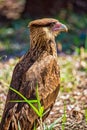 Wild bird Chimango Caracara - Photo of bird of prey Chimango Caracara / Milvago chimamgo typical of southern South America