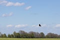 wild bird crow on a background of blue sky Royalty Free Stock Photo