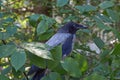 Wild bird crow. Royalty Free Stock Photo
