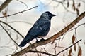 Wild bird crow Royalty Free Stock Photo