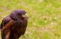 Wild bird eagle profile close-up on a green field background