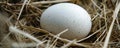 Wild bird egg in a nest of straw Royalty Free Stock Photo