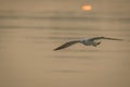 A wild bird flying in the golden light at the time of sunset. Royalty Free Stock Photo