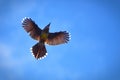 Wild bird flying Royalty Free Stock Photo