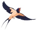 Wild bird flying. Swallow with wide wings