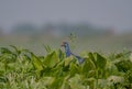 A Wild Bird In The Green Water Plants at morning light . Royalty Free Stock Photo