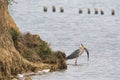 Wild bird: Grey heron with a big fish for lunch