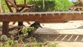 Wild bird hiding under the sun bench Royalty Free Stock Photo