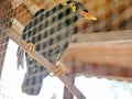 A wild bird Hill Mynah trapped in a cage symbolizing hopelessness and losing freedom in life