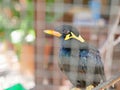 A wild bird Hill Mynah trapped in a cage symbolizing hopelessness and losing freedom in life