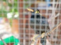 A wild bird Hill Mynah trapped in a cage symbolizing hopelessness and losing freedom in life