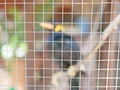 A wild bird Hill Mynah trapped in a cage symbolizing hopelessness and losing freedom in life