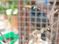 A wild bird Hill Mynah trapped in a cage symbolizing hopelessness and losing freedom in life