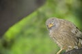 Wild Bird in its natural habitate.India.may 2019 Royalty Free Stock Photo