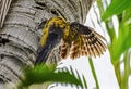 Wild Bird in its natural habitate.India.may 2019 Royalty Free Stock Photo