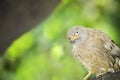 Wild Bird in its natural habitate.India.may 2019 Royalty Free Stock Photo