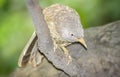 Wild Bird in its natural habitate.India.may 2019 Royalty Free Stock Photo