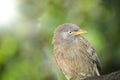 Wild Bird in its natural habitate.India.may 2019 Royalty Free Stock Photo