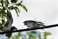 Wild bird - martlet & x28;Delichon urbica & x29; feeding it& x27;s little child with food