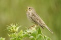 Wild bird Miliaria calandra trilling in spring in Andalusia. Spain