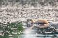 Wild bird mute swan chicken in spring on pond