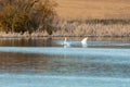 Wild bird mute swan male in winter on pond Royalty Free Stock Photo