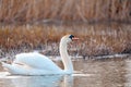 Wild bird mute swan male in winter on pond